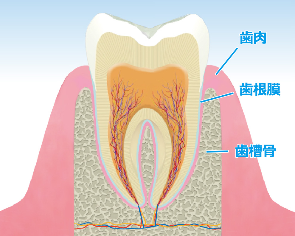 歯周治療